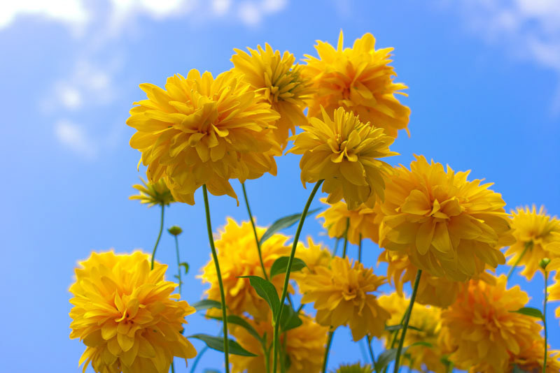 Rudbeckia laciniata ‘Hortensia’ (Cutleaf Coneflower)